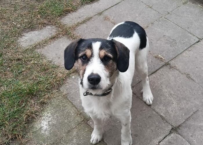 Grajewo ogłoszenia: Oddam w dobre ręce uroczego, wesołego  pieska 11-miesięcznego....